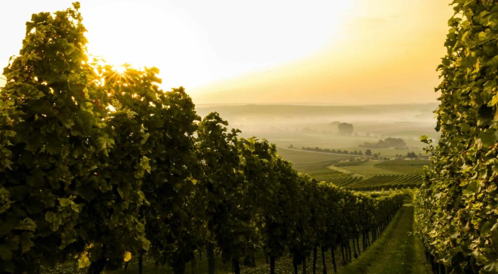 The world’s most impressive wineries