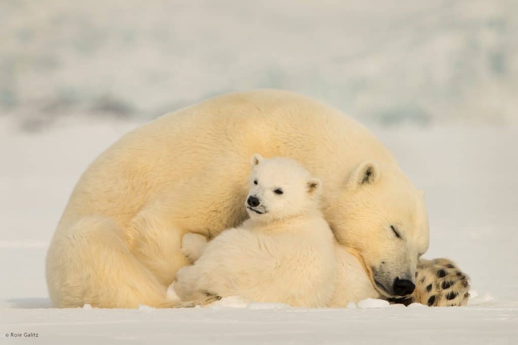 A UNIQUE POLAR BEAR EXPERIENCE - Insignia